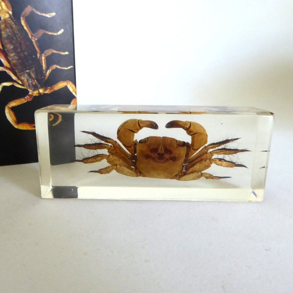 CHINESE TEDDY BEAR CRAB RESIN BLOCK SPECIMEN PAPERWEIGHT DECOR (NEW IN BOX)